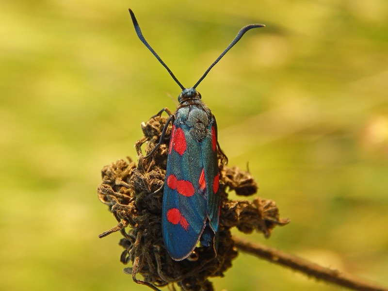 Zygaena filipendulae?